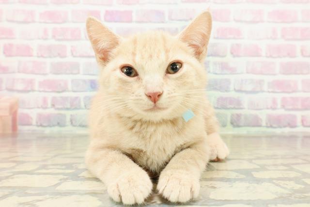 東京都のブリティッシュショートヘアー (Coo&RIKU自由が丘店/2025年11月5日生まれ/男の子/クリームタビー)の子猫の1枚目の画像