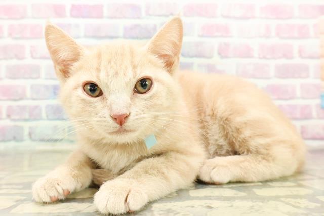 東京都のブリティッシュショートヘアー (Coo&RIKU自由が丘店/2025年11月5日生まれ/男の子/クリームタビー)の子猫の2枚目の画像