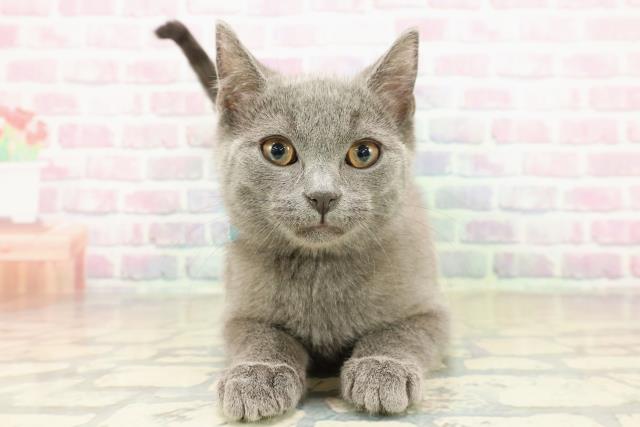 東京都のシャルトリュー (Coo&RIKU三軒茶屋店/2025年11月4日生まれ/男の子/ブルー)の子猫の1枚目の画像