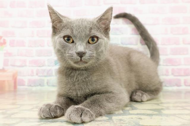 東京都のシャルトリュー (Coo&RIKU三軒茶屋店/2025年11月4日生まれ/男の子/ブルー)の子猫の2枚目の画像