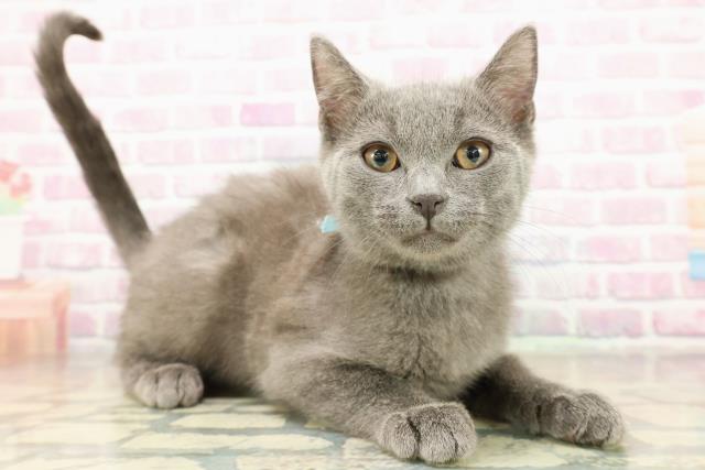 東京都のシャルトリュー (Coo&RIKU三軒茶屋店/2025年11月4日生まれ/男の子/ブルー)の子猫の3枚目の画像