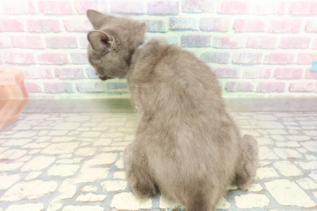 東京都のシャルトリュー (Coo&RIKU三軒茶屋店/2025年11月4日生まれ/男の子/ブルー)の子猫の4枚目の画像