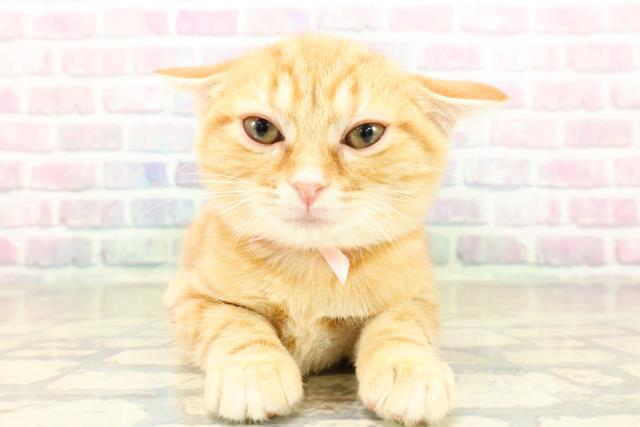 東京都のアメリカンショートヘアー (Coo&RIKU浅草店/2025年11月4日生まれ/女の子/レッドタビー)の子猫の1枚目の画像