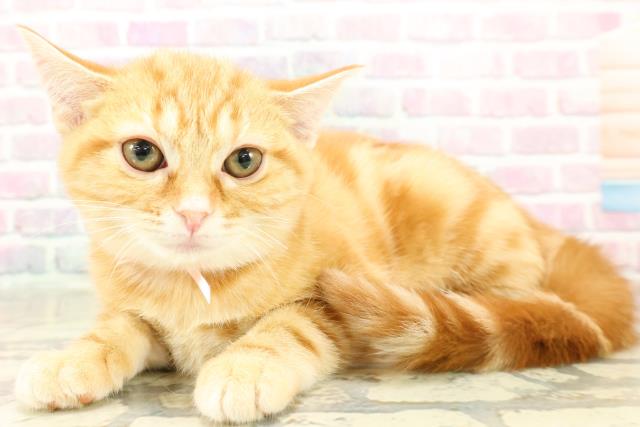 東京都のアメリカンショートヘアー (Coo&RIKU浅草店/2025年11月4日生まれ/女の子/レッドタビー)の子猫の2枚目の画像