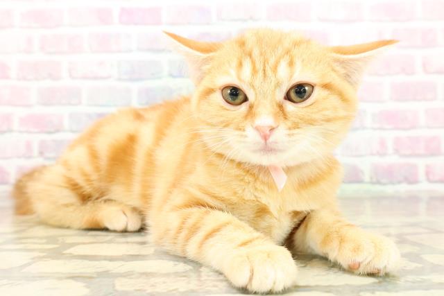 東京都のアメリカンショートヘアー (Coo&RIKU浅草店/2025年11月4日生まれ/女の子/レッドタビー)の子猫の3枚目の画像