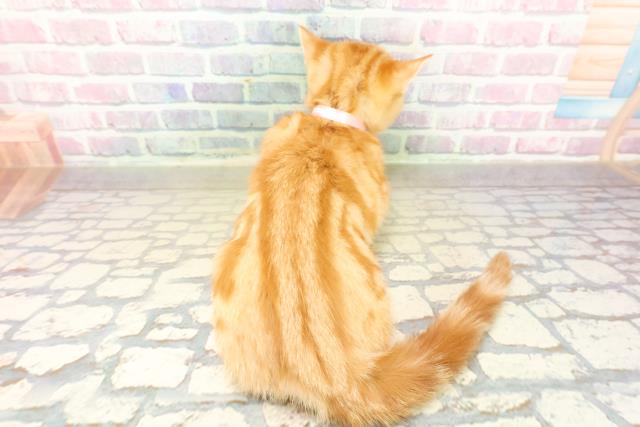 東京都のアメリカンショートヘアー (Coo&RIKU浅草店/2025年11月4日生まれ/女の子/レッドタビー)の子猫の4枚目の画像