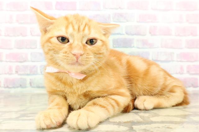 東京都のアメリカンショートヘアー (Coo&RIKU新宿三丁目店/2025年11月4日生まれ/女の子/レッドタビー)の子猫の2枚目の画像