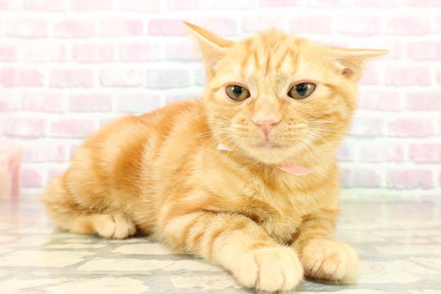 東京都のアメリカンショートヘアー (Coo&RIKU新宿三丁目店/2025年11月4日生まれ/女の子/レッドタビー)の子猫の3枚目の画像