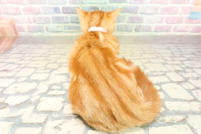 東京都のアメリカンショートヘアー (Coo&RIKU新宿三丁目店/2025年11月4日生まれ/女の子/レッドタビー)の子猫の4枚目の画像