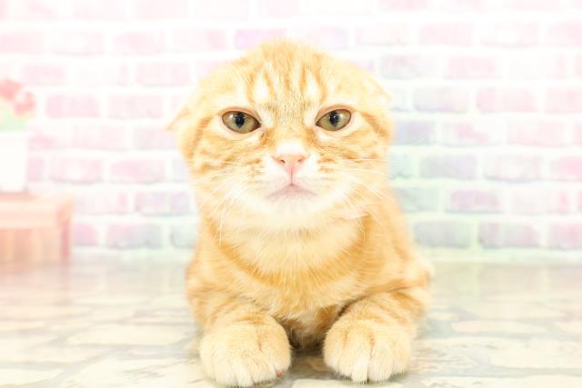 埼玉県のアメリカンショートヘアー (Coo&RIKU川口戸塚店/2025年11月4日生まれ/女の子/レッドタビー)の子猫の1枚目の画像