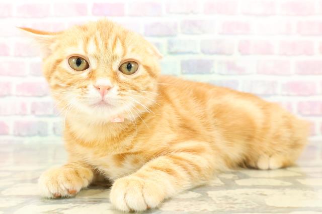 埼玉県のアメリカンショートヘアー (Coo&RIKU川口戸塚店/2025年11月4日生まれ/女の子/レッドタビー)の子猫の2枚目の画像