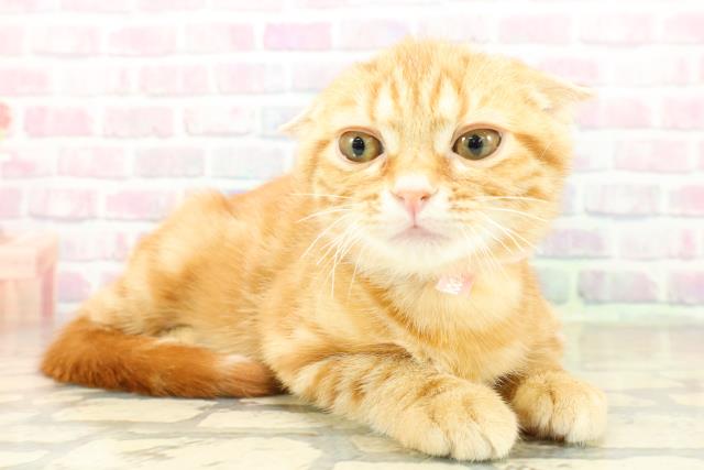 埼玉県のアメリカンショートヘアー (Coo&RIKU川口戸塚店/2025年11月4日生まれ/女の子/レッドタビー)の子猫の3枚目の画像