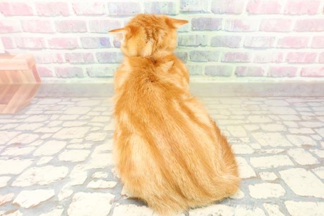 埼玉県のアメリカンショートヘアー (Coo&RIKU川口戸塚店/2025年11月4日生まれ/女の子/レッドタビー)の子猫の4枚目の画像