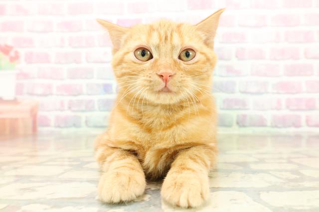 東京都のアメリカンショートヘアー (Coo&RIKU練馬店/2025年11月4日生まれ/女の子/レッドタビー)の子猫の1枚目の画像