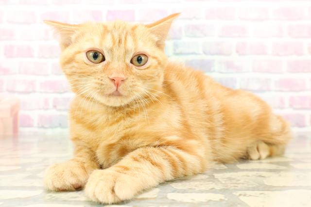 東京都のアメリカンショートヘアー (Coo&RIKU練馬店/2025年11月4日生まれ/女の子/レッドタビー)の子猫の2枚目の画像