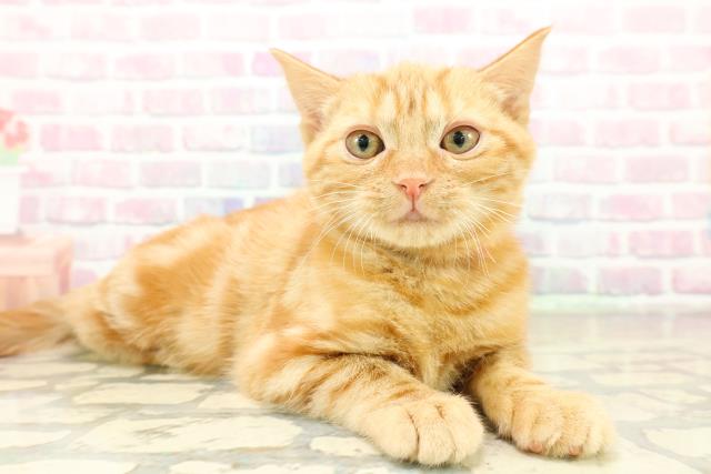 東京都のアメリカンショートヘアー (Coo&RIKU練馬店/2025年11月4日生まれ/女の子/レッドタビー)の子猫の3枚目の画像