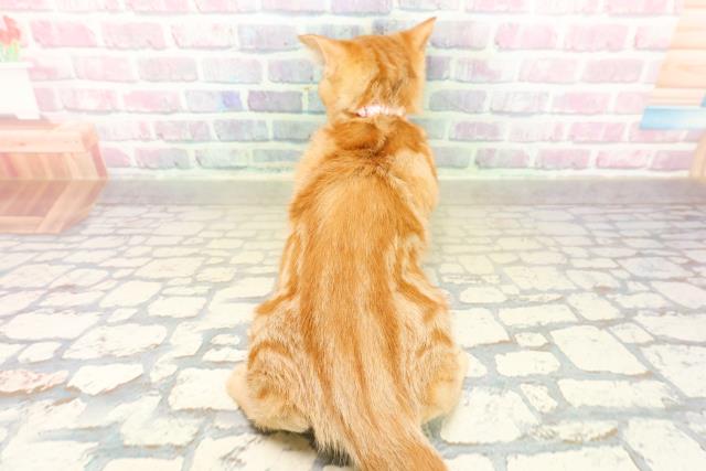 東京都のアメリカンショートヘアー (Coo&RIKU練馬店/2025年11月4日生まれ/女の子/レッドタビー)の子猫の4枚目の画像