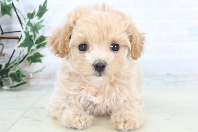 佐賀県のマルプー(マルチーズ×プードル) (Coo&RIKU佐賀神埼店/2025年11月5日生まれ/女の子/クリーム)の子犬の1枚目の画像