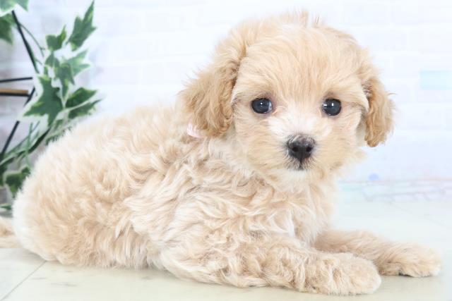 佐賀県のマルプー(マルチーズ×プードル) (Coo&RIKU佐賀神埼店/2025年11月5日生まれ/女の子/クリーム)の子犬の2枚目の画像
