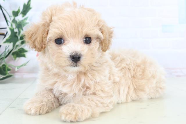 佐賀県のマルプー(マルチーズ×プードル) (Coo&RIKU佐賀神埼店/2025年11月5日生まれ/女の子/クリーム)の子犬の3枚目の画像