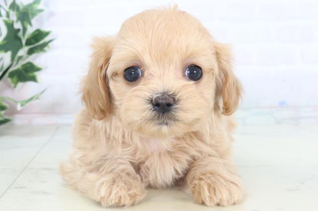 佐賀県のマルプー(マルチーズ×プードル) (Coo&RIKU佐賀神埼店/2025年11月5日生まれ/女の子/クリーム)の子犬の1枚目の画像