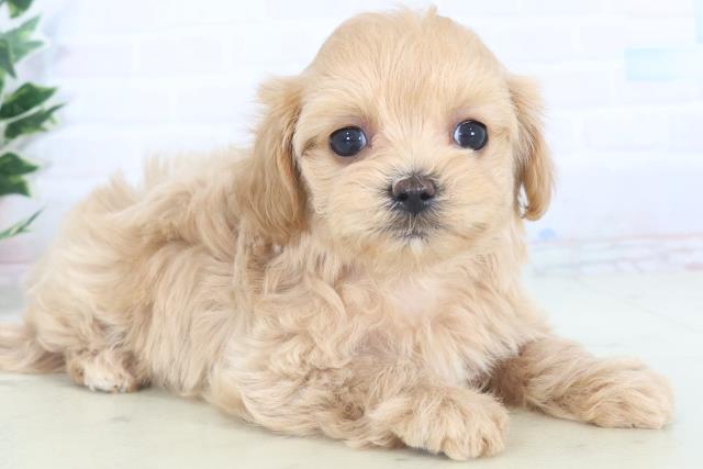 佐賀県のマルプー(マルチーズ×プードル) (Coo&RIKU佐賀神埼店/2025年11月5日生まれ/女の子/クリーム)の子犬の2枚目の画像