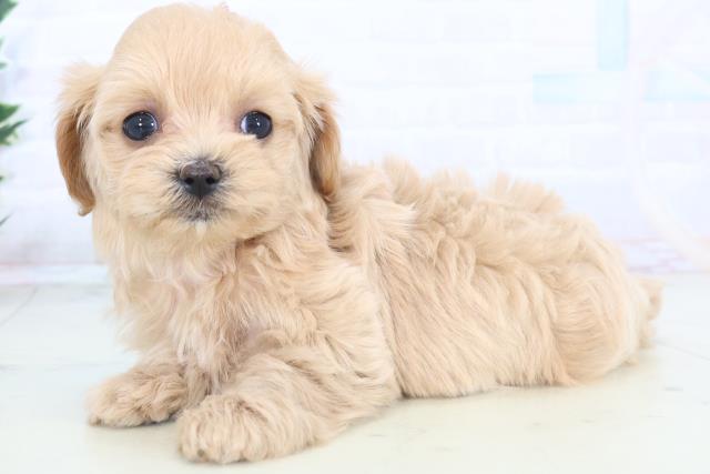 佐賀県のマルプー(マルチーズ×プードル) (Coo&RIKU佐賀神埼店/2025年11月5日生まれ/女の子/クリーム)の子犬の3枚目の画像