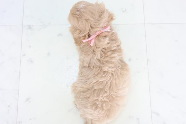 佐賀県のマルプー(マルチーズ×プードル) (Coo&RIKU佐賀神埼店/2025年11月5日生まれ/女の子/クリーム)の子犬の4枚目の画像