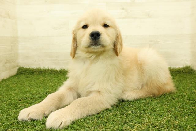 東京都のゴールデンレトリバー (Coo&RIKU板橋店/2025年11月12日生まれ/男の子/ゴールデン)の子犬の2枚目の画像