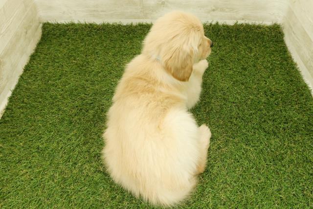 東京都のゴールデンレトリバー (Coo&RIKU板橋店/2025年11月12日生まれ/男の子/ゴールデン)の子犬の4枚目の画像