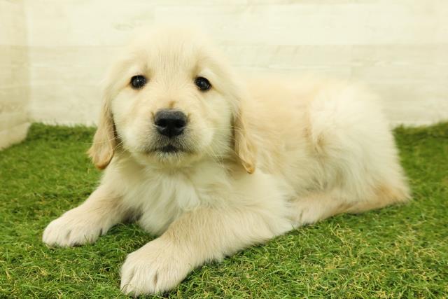 東京都のゴールデンレトリバー (Coo&RIKU練馬店/2025年11月12日生まれ/男の子/ゴールデン)の子犬の2枚目の画像