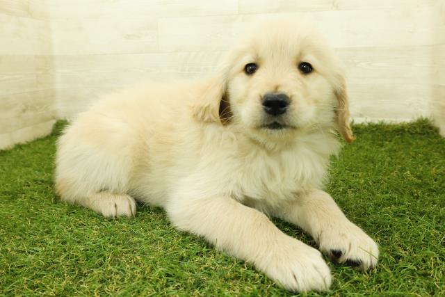 東京都のゴールデンレトリバー (Coo&RIKU練馬店/2025年11月12日生まれ/男の子/ゴールデン)の子犬の3枚目の画像