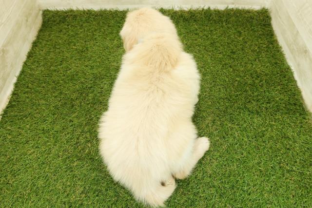 東京都のゴールデンレトリバー (Coo&RIKU練馬店/2025年11月12日生まれ/男の子/ゴールデン)の子犬の4枚目の画像