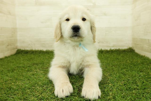 埼玉県のゴールデンレトリバー (Coo&RIKU所沢店/2025年11月12日生まれ/男の子/ゴールデン)の子犬の1枚目の画像