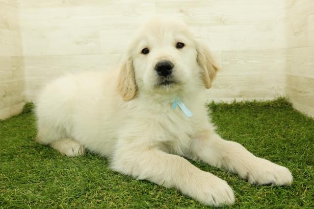 埼玉県のゴールデンレトリバー (Coo&RIKU所沢店/2025年11月12日生まれ/男の子/ゴールデン)の子犬の3枚目の画像