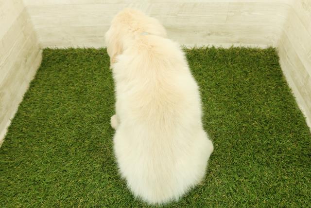 埼玉県のゴールデンレトリバー (Coo&RIKU所沢店/2025年11月12日生まれ/男の子/ゴールデン)の子犬の4枚目の画像