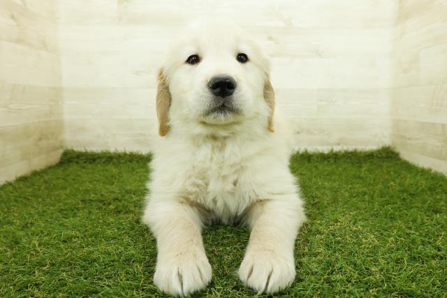 茨城県のゴールデンレトリバー (Coo&RIKU筑西店/2025年11月12日生まれ/男の子/ゴールデン)の子犬の1枚目の画像