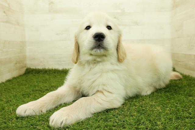 茨城県のゴールデンレトリバー (Coo&RIKU筑西店/2025年11月12日生まれ/男の子/ゴールデン)の子犬の2枚目の画像