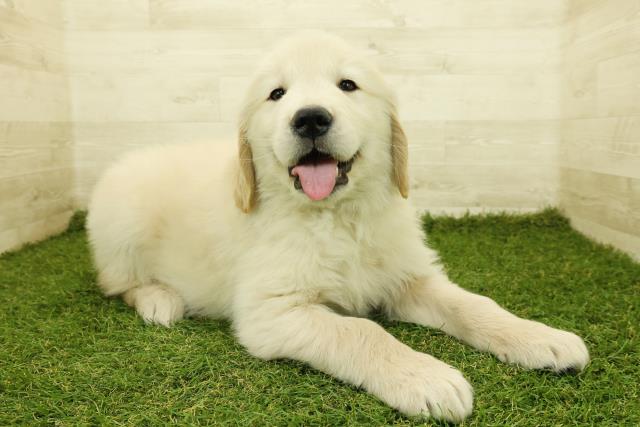 茨城県のゴールデンレトリバー (Coo&RIKU筑西店/2025年11月12日生まれ/男の子/ゴールデン)の子犬の3枚目の画像