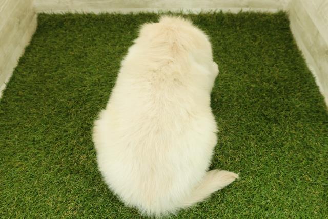 茨城県のゴールデンレトリバー (Coo&RIKU筑西店/2025年11月12日生まれ/男の子/ゴールデン)の子犬の4枚目の画像