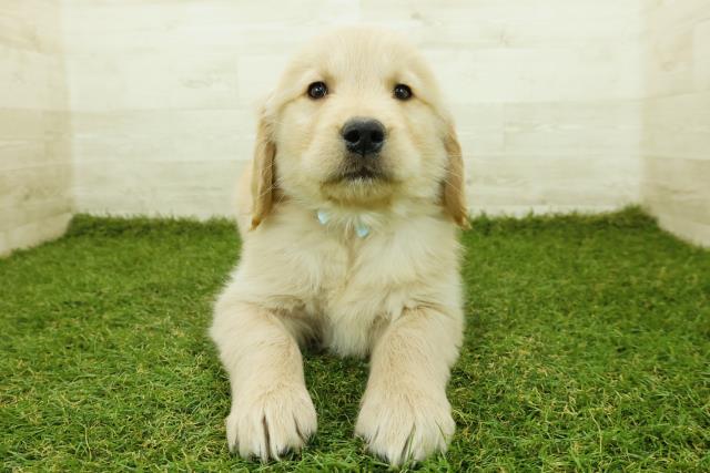 神奈川県のゴールデンレトリバー (Coo&RIKU平塚店/2025年11月12日生まれ/男の子/ゴールデン)の子犬の1枚目の画像