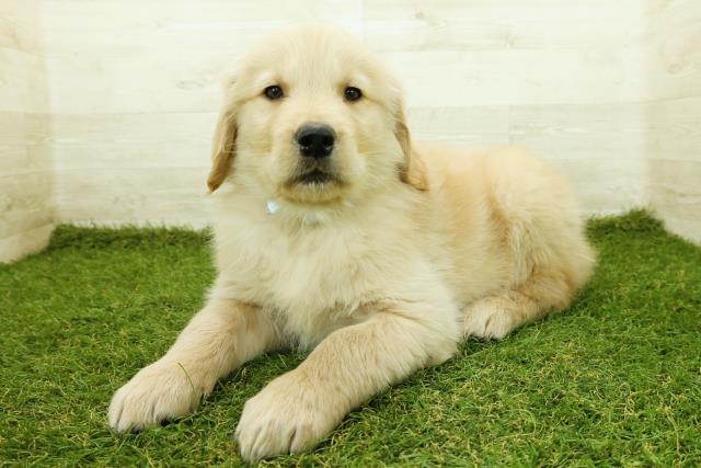 神奈川県のゴールデンレトリバー (Coo&RIKU平塚店/2025年11月12日生まれ/男の子/ゴールデン)の子犬の2枚目の画像