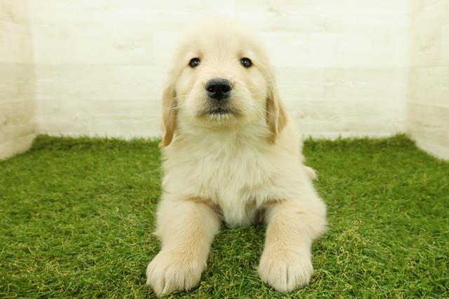 神奈川県のゴールデンレトリバー (Coo&RIKU小田原店/2025年11月12日生まれ/男の子/ゴールデン)の子犬の1枚目の画像