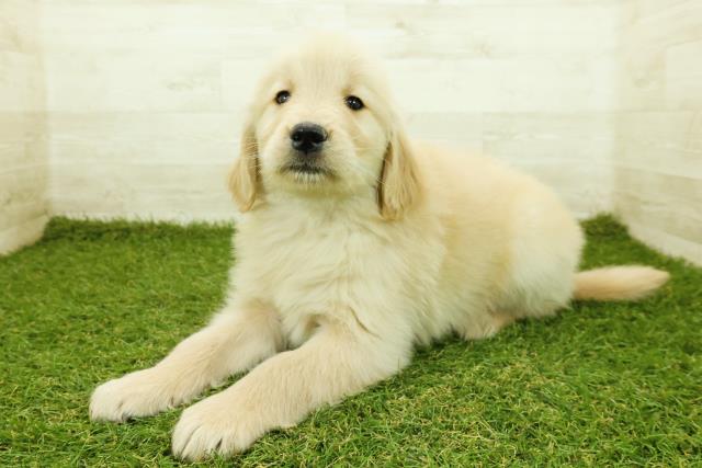 神奈川県のゴールデンレトリバー (Coo&RIKU小田原店/2025年11月12日生まれ/男の子/ゴールデン)の子犬の2枚目の画像