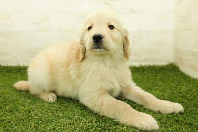 神奈川県のゴールデンレトリバー (Coo&RIKU小田原店/2025年11月12日生まれ/男の子/ゴールデン)の子犬の3枚目の画像