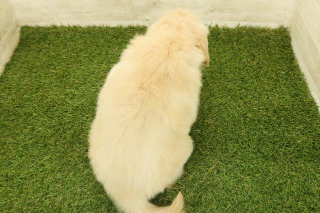 神奈川県のゴールデンレトリバー (Coo&RIKU小田原店/2025年11月12日生まれ/男の子/ゴールデン)の子犬の4枚目の画像