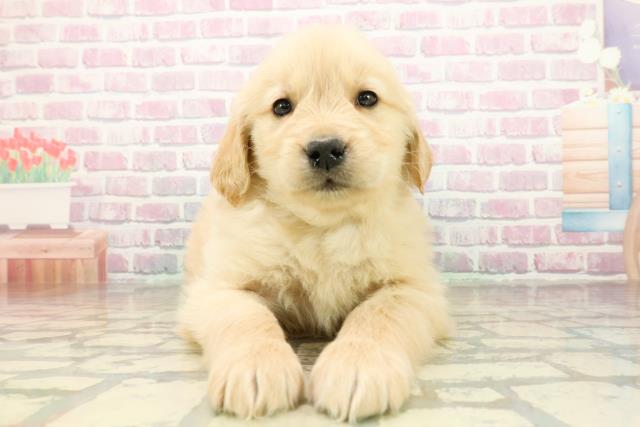 神奈川県のゴールデンレトリバー (Coo&RIKU藤沢店/2025年11月12日生まれ/女の子/ゴールデン)の子犬の1枚目の画像