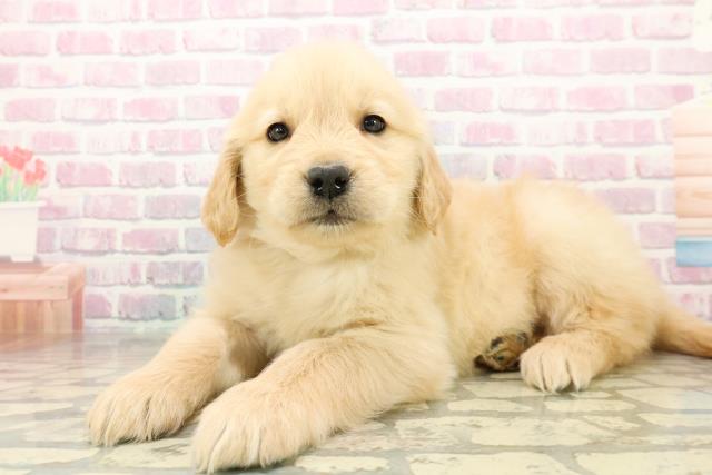 神奈川県のゴールデンレトリバー (Coo&RIKU藤沢店/2025年11月12日生まれ/女の子/ゴールデン)の子犬の2枚目の画像