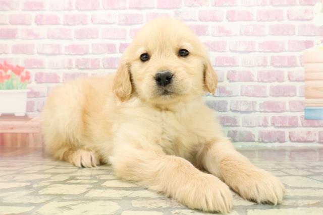 神奈川県のゴールデンレトリバー (Coo&RIKU藤沢店/2025年11月12日生まれ/女の子/ゴールデン)の子犬の3枚目の画像