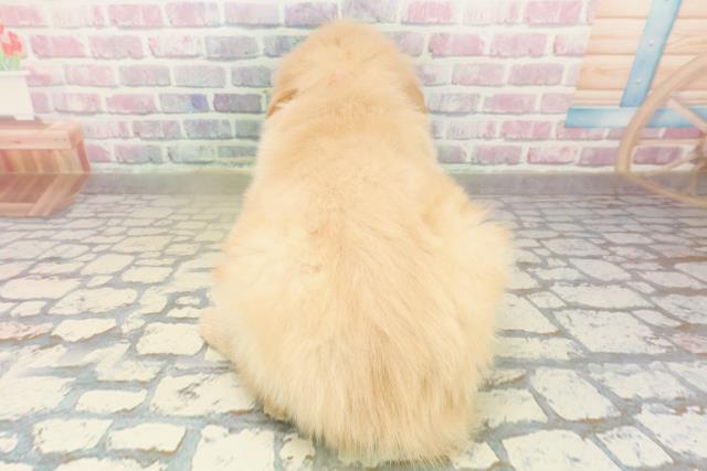 神奈川県のゴールデンレトリバー (Coo&RIKU藤沢店/2025年11月12日生まれ/女の子/ゴールデン)の子犬の4枚目の画像